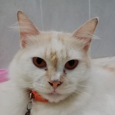 🍉Arsipan Keluarga Kecil🍉 🐱 Moly, Lilo, Mily, Micow