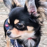 りんご🍎 Ringo the Chihuahua (@ringo_lcc) Twitter profile photo