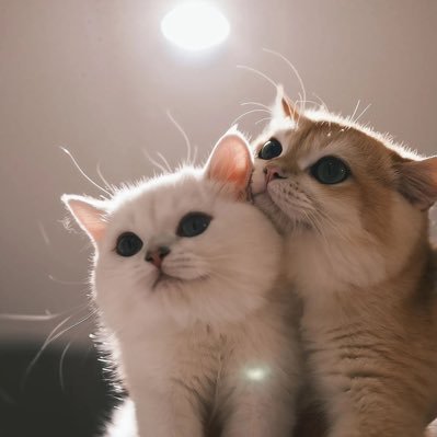 p_kanchaya's profile picture.