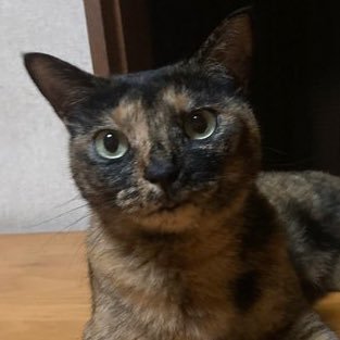 全力投球さんのプロフィール画像