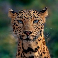 Leopard 🛖 (@lle0pardd) 's Twitter Profile
