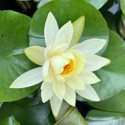 Mandarchoc's profile picture. age: adult(20 ↑)
요즘은 여러가지를 보는중+취준중..(이력서 공장가동중)
헤더: 상상독서단 테스트!)
부여 궁남지 연꽃
Be kind , We are all idiots (kmuknow님 트윗