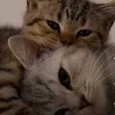 Cryptograp71133's profile picture. 