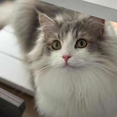 louise_chan1203's profile picture. サイベリアンのルイズ♂です🐾  🎂2024.12.03 ルイズとの日常を呟きます🤍無言フォロー＆RP歓迎