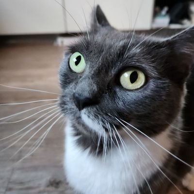 Compte du Pims (mimi)
C'est une fille!!!
Ne souris jamais et miaule comme une chèvre 😾