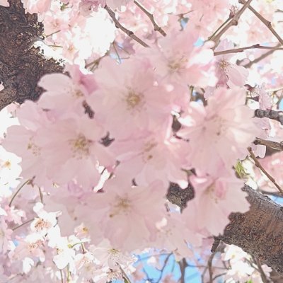 遥か昔に成人済み。API制限時の避難+検索用/現地取引用。場合によりVtuber系(推し:🍵)(本人垢周辺B済)のお取引用。普段は鍵垢でお取引時のみ開放。
本垢は @k_yukimiya (IDも本垢のもの使用)
リトリンは本垢と同じものになります。