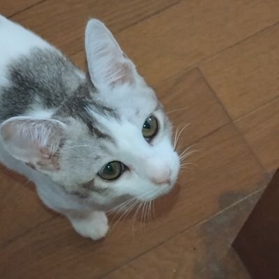 元セブンスター愛煙家の孫持ちのオジィです😆
今は禁煙していますが、元々は1日2〜3箱🚬吸ってました😅
動物好き(特に猫𓃠)の為、動物のポストをしている方にはフォロー関係なく『いいね』をポチっとさせて頂きます😌
因みにスイーツも同じぐらい好き🤤
こんな僕をくれぐれも宜しくお願い致します🙇