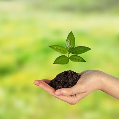 mindfulumesh's profile picture. 