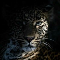 F 🐆. (@_5fhd) 's Twitter Profile