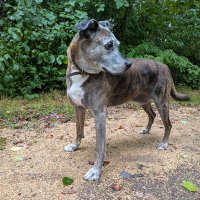 Old Boy Alfie (@oldboyalfie) 's Twitter Profile