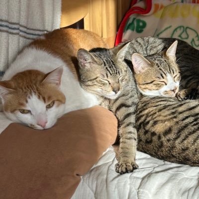 non_chiy's profile picture. ゴラクバ！身に鬼👹ヤバT👕Dr.ギガ🧪 えんちょう。えびす推し◎趣味・日常分けてません。