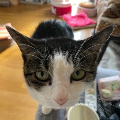 雑食多趣味の音大卒ピアノ弾きです(ミリシタ、デレステ、ピアノ、お出かけ、旅行、猫、マラソン、私生活、時事ネタなど中心に呟きます) フォロー大歓迎。こちらも趣味が合いそうな方はフォローします(変垢はごめんなさい)。詳細はピン留めのポストをご覧頂けたら幸いです。DMは重要なメッセージ以外返信しません&しつこいのは即ブロで