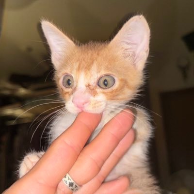 MammaMia_YAMA's profile picture. 背伸び系単独一般登山者。趣味はおひとりさま(孤高の)