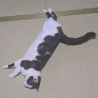 nyamu (@nyamutamu1) 's Twitter Profile