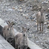 sa ttan (@xusattan) 's Twitter Profile