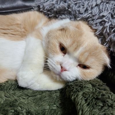 ZX4R_nekoBIKER's profile picture. 4６才のリターンライダー
妻と猫１匹
ZX4R SE  シルバーホワイト色　　　
インカム　JESIMAIK　H6
アウトなネコミミバイカー！
アニメ：ベルセルク・葬送のフリーレン
映画：ゾンビ映画全般好き
首が痛いので休憩多め🐈️

#ZX4R
#飯ツー
#バイク旅
#ツーリング仲間
#Ninja
#