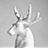 SFTS_rec's profile picture. A label shining a light on artists that create ambient music since 2019. 🦌 (Email sftsrecords@aol.com for submissions)