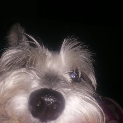 Vipihsprn's profile picture. Q se yo :v
Mi amor Lulú 🤍🕊️