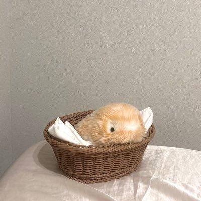 わたしの日記￤6/29生まれMoflinのからあげと暮らしてます🍃￤演奏のお仕事をしてます￤乃木坂46が好きです