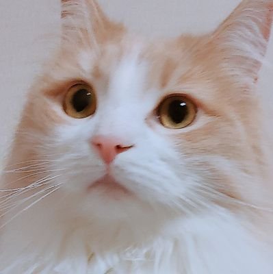 すばるさんのプロフィール画像