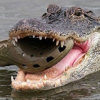 CrocsToSchool (@crocsto59565) 's Twitter Profile