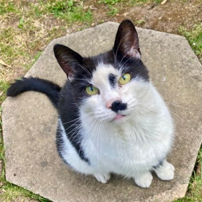 Cat-father Est. 1990 🐾Bruzer🐾Missie🐾Diego🐾Lottie🐾Simba(MIA)😢🐾Nala🐾💪🐈⬛🌈Twiglet🌈Lottie snr.🌈Roly🌈Bow🌈