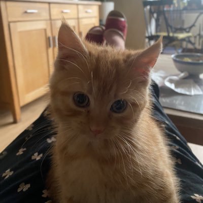 pujsza's profile picture. PiS🖕🏻 dzielcy WYPIERDALAC ‼️‼️oddzielić opodatkować kościół katotaliban od państwa