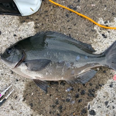 FishNekonotori's profile picture. 気づいたら鬱