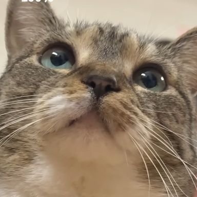 didrhdid's profile picture. 고양이 구독계 🐈‍⬛