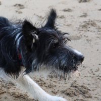catherine macleod (@catheriner1uk) 's Twitter Profile