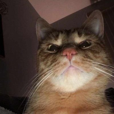 sw8est_pi3's profile picture. m3h