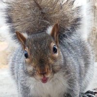Palerider (@paleriderftj) 's Twitter Profile