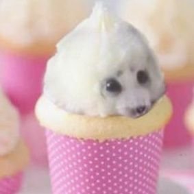 sprnklepup's profile picture. 🌈 🧁 19 y.o FREAK!!!! proship + zoo dni pls