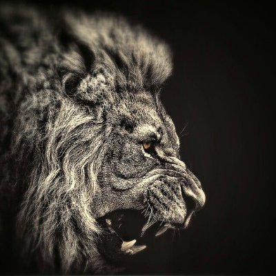 bulkchaindefi's profile picture. Leader Of The Biggest https://t.co/SjwjJVgGag Community EVER.