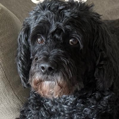 PaulSil95602640's profile picture. 