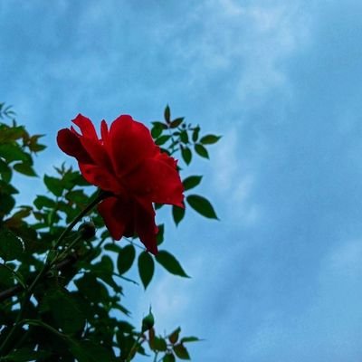 •महादेव|♥️
•अति सर्वनाशहेतुर्ह्यतोऽत्यन्तं विवर्जयेत्।✨