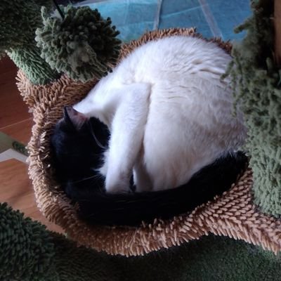 🐶🐱田舎暮らし🏡🗻犬猫ボランティア🐾
保護活動、里親募集、譲渡、TNR、地域猫のお世話、保護犬のお世話。ほそーく。ながーーーく。愛情深ーーーく。
御朱印を求めお寺神社めぐり。