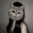 kim234521's profile image