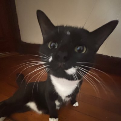 LemonXane's profile picture. I’m the Real Muichiro Fan