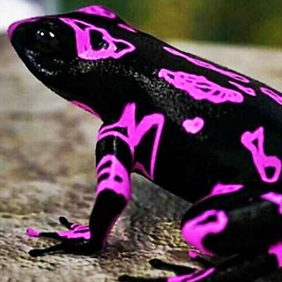 Eon Duskさんのプロフィール画像