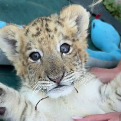 Welcome to the world, Goliath! memecoin of Goliath on Solana 🦁🩵🐯
7L11EwmNRz4A4oj6jErkFR2CjSbAPadgwAGz7vGobonk