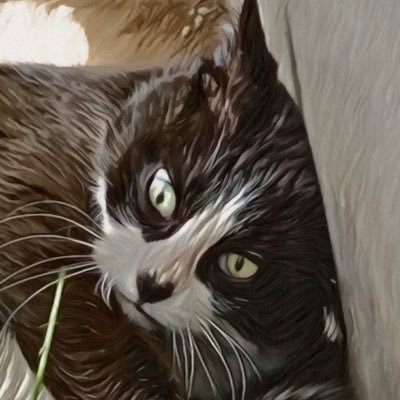 HACHIWAREGIGA's profile picture. 