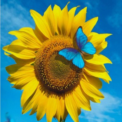 AmorporFY's profile picture. Sé que llevan un tiempo en el Boicot, pero conocí a FAYEYOKO a través de una amiga y realmente las admiro mucho! las acompañaré siempre...PROMESA ES PROMESA!