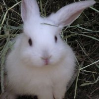 Bella.˚⊹. ࣪𓉸 ࣪⊹˚. (@vampybitx) 's Twitter Profile