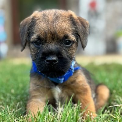 A pup discovering the world. Former account of Banjo 🌈and Pip🌈. #BTPosse