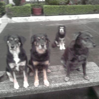 charlottepubu's profile picture. Si Colombia Pudo Nosotros También #TOROSLIBRES #MÉXICOSINTOREO