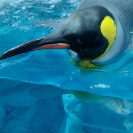 ToIW696Qn669093's profile picture. 最推し　海月雲ろあ🪼☁️【@kurageuroa】　ちゃん
塩っ子🌙、星詠み　☄　最近ねっ子になったりしたり🍑🥟
バドミントンやってます
いろんな人と仲良くしたいです！
独り言多いです　
頑張る人を応援📣