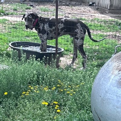 cryptokylew's profile picture. shitcoin maxi