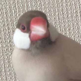 シナモン文鳥のロク(1歳)のかいぬしです。2024年5月上旬うまれ、2024/6/16にお迎え。多分男の子。超超さみしがり屋さん。ロクの好きなもの:かいぬしの母、かいぬしの足、リモコンの上、小さいぬいぐるみ、水浴び、カナリーシード、とうもろこし!