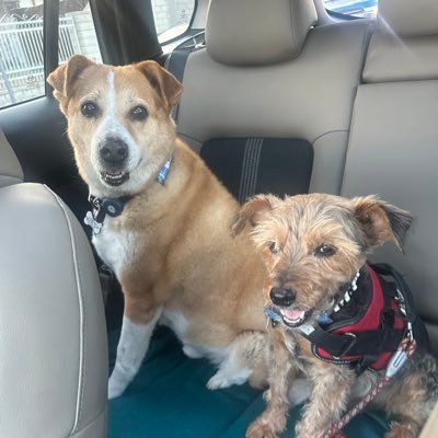 DoggyDadFF's profile picture. Fantasy Football + Fantasy Baseball fan, Fond of Dogs